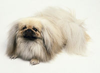 "Small dogs with watchful eyes and sharp barks."