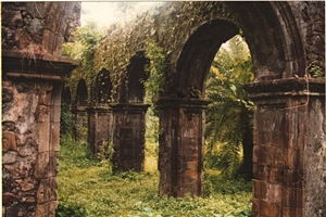 Urban Jungle